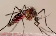 Dengue: Conoce los distritos con ms casos confirmados en Lima, segn el Minsa