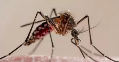 Aumentan casos de dengue en Lima.