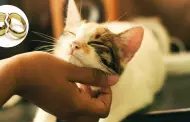 "Mi gato es sagrado": Mujer pidi el divorcio a su esposo por regalar a su gato sin su permiso