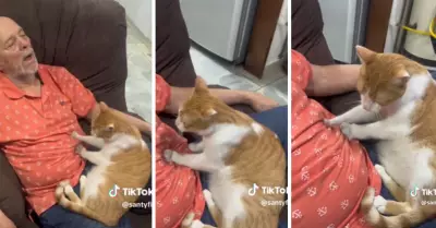 Gato hace masajes a su dueo