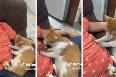 Gato hace masajes a su dueo
