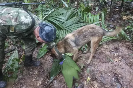 Hallan vivos a cuatro nios tras 17 das perdidos en la selva colombiana