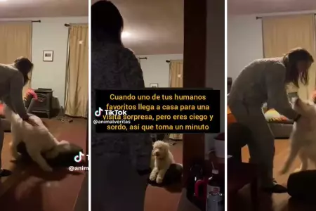 Perrito con ceguera tarda en reconocer a su duea cuando llega a casa.