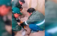 Tacna: Puma de 2 metros de largo fue capturado por Serfor tras ser visto al interior de una vivienda