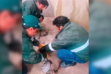 Serfor captura a puma en Tacna.