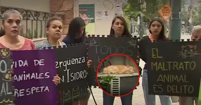 Vecinos denuncian envenenamiento de gatos en San Isidro.