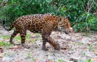 Por primera vez, sistema basado en IA permite al equipo de conservación identificar 5 jaguares en la reserva de humedales en México