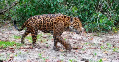 jaguares en Mxico.