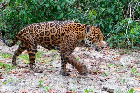 jaguares en Mxico.