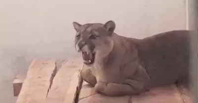 Puma hallado en Tacna será liberado.