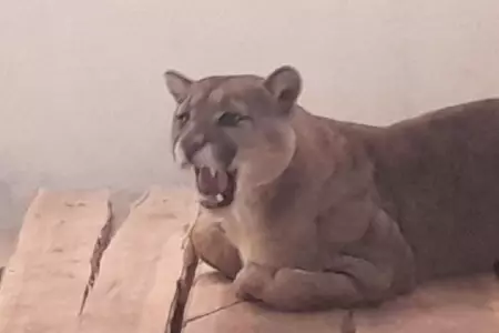 Puma hallado en Tacna ser liberado.