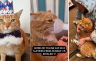 "No me arrepiento de nada!": Mujer sorprende al revelar que gast US$ 30 mil para tratar el asma de su gato