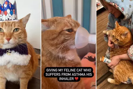 Kelly Boyle gast 30 mil dlares para tratar el asma de su gato Rascal.