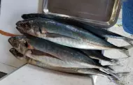 Trujillo: Venden pescado congelado en mercados a causa de los oleajes anómalos