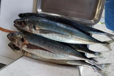 Venden pescado congelado en mercados a causa de los oleajes anómalos