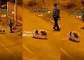 "Cmo es posible este suceso!": Muchacho es ampayado paseando a su cerdito en la calle como si fuera un perro