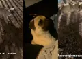 Usuario de TikTok pone en venta a su perrito por no saber ladrar