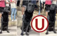 Perrito se roba el corazn de los aficionados cremas al llegar al Estadio Monumental y alentar a Universitario