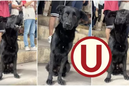 Perrito alienta a Universitario en Estadio Monumental