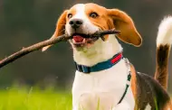 Mito o verdad?: Los perros pueden presentir un sismo antes que las personas?