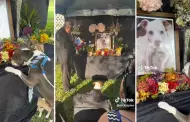 "Ellos también sienten": Perrito conmueve por su reacción en el funeral de su amigo
