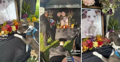 Perrito conmueve a todos por su reaccin en el funeral de su amigo.