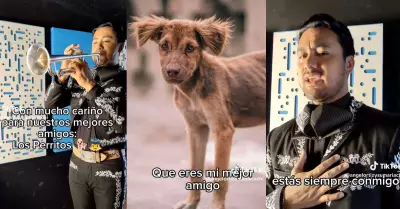 Mariachi lanza versin del xito 'Amigo' de Roberto Carlos en honor a los perrit