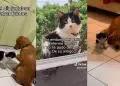 "Aún llora su ausencia": Perrito conmueve en Tik Tok al recordar a su gatuno amigo con un peluche de felpa