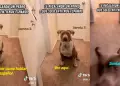 Extranjero recibe perro que solo obedece órdenes en español.