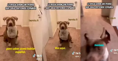 Extranjero recibe perro que solo obedece órdenes en español.
