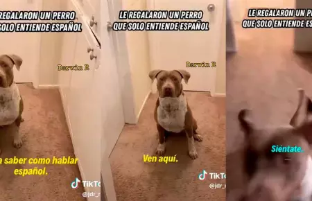Extranjero recibe perro que solo obedece rdenes en espaol.