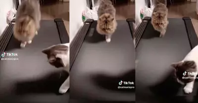 Gatitos se hacen virales en Tik Tok trotando con cancin de Flashdance.