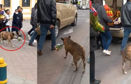 Perrito acompaa cortejo fnebre con un ramo de flores en el hocico.