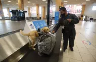 ¿Quieres ingresar al Aeropuerto Internacional Jorge Chávez con tus mascotas?: Conoce qué dice la norma