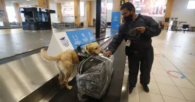 Requisitos para llevar mascotas al Aeropuerto Jorge Chávez.