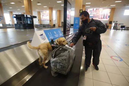 Requisitos para llevar mascotas al Aeropuerto Jorge Chvez.