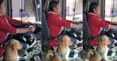 Mujer sorprende al conducir en compañía de su perrito.