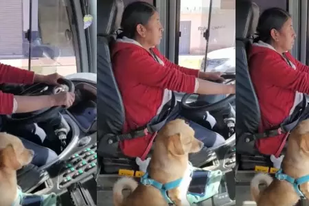 Mujer sorprende al conducir en compaa de su perrito.