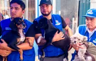 La Victoria: Municipalidad ofrece en adopcin a perros rescatados en incendio de almacn de Gamarra