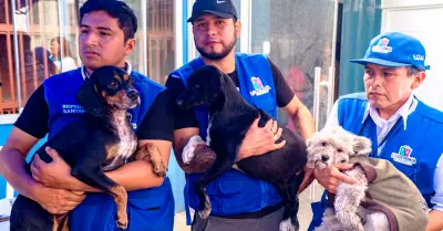 Ponen en adopcin a perritos rescatados de incendio en Gamarra.