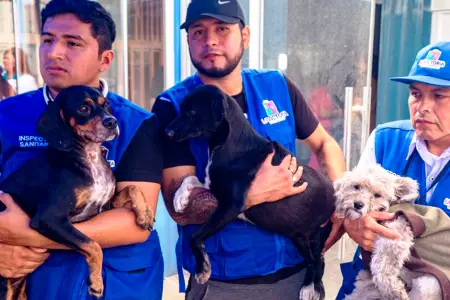 Ponen en adopcin a perritos rescatados de incendio en Gamarra.