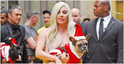 Lady Gaga no pagar recompensa que ofreci por encontrar a sus perros