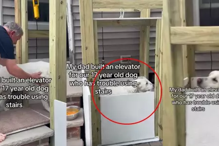 Hombre construye un elevador para su perrita de 17 aos.