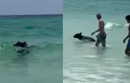 El rey de las olas! Osito sorprende a baistas y es captado nadando en playa de Florida