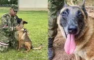 Colombia: Ejrcito busca a Wilson, perro rescatista que dio con bibern de nios perdidos en la selva