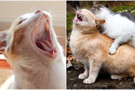 Por qu las gatas emiten un ruido excesivo durante el apareamiento?
