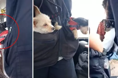 Cobrador de bus sorprende por trabajar al lado de sus dos perritos.