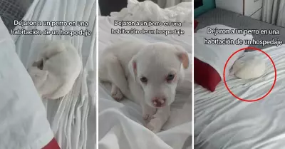 Perrito es abandonado en la cama de un hotel.