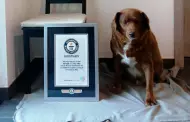 Increble! Bobi, el perro ms viejo del mundo, cumpli 30 aos y alcanz el Rcord Guinness