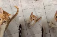 "Quiero que todos hagamos palmas": Gatito se hace viral en TikTok bailando 'Mentirosa' del grupo Rfaga